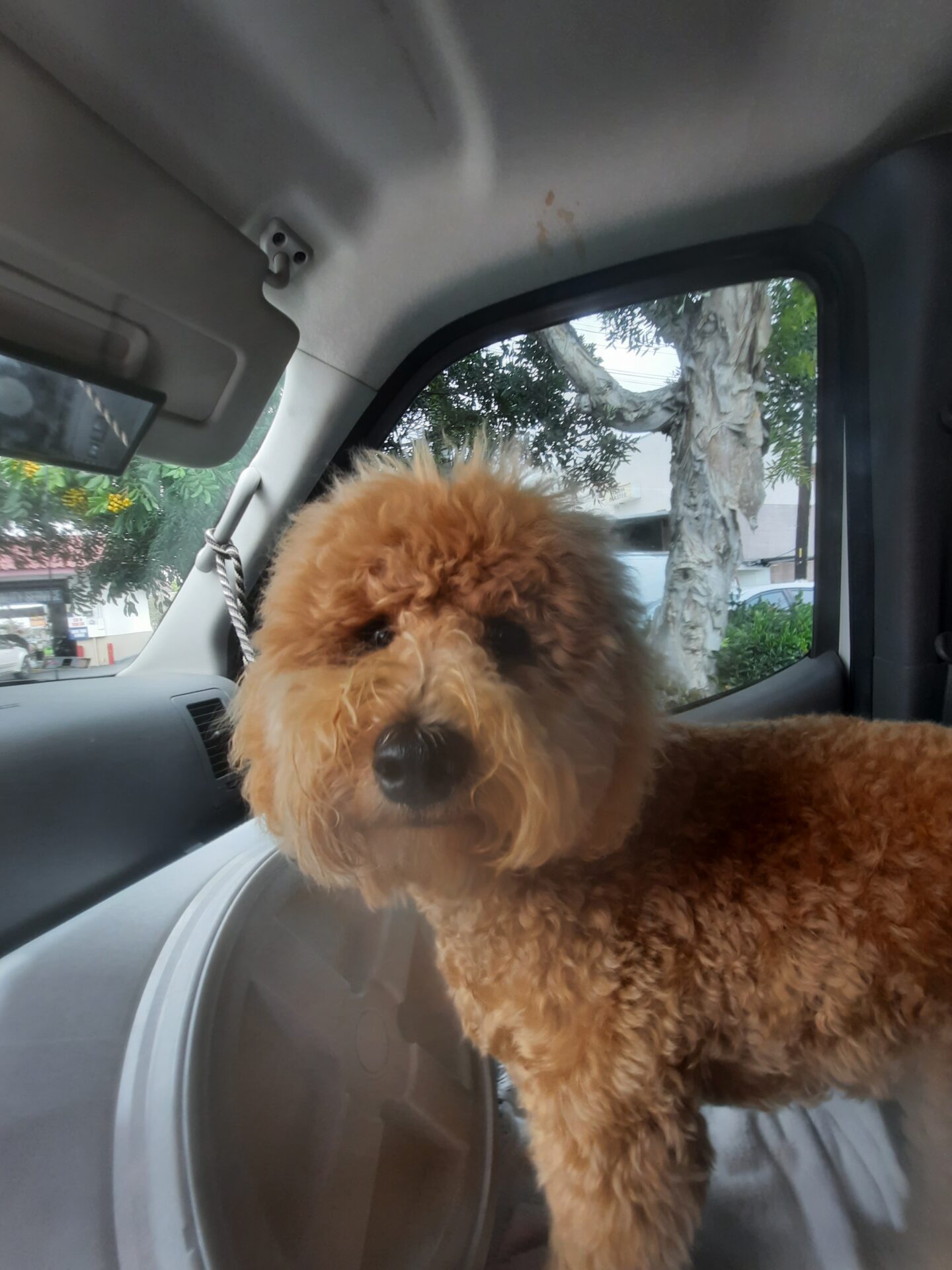 a dog in the car