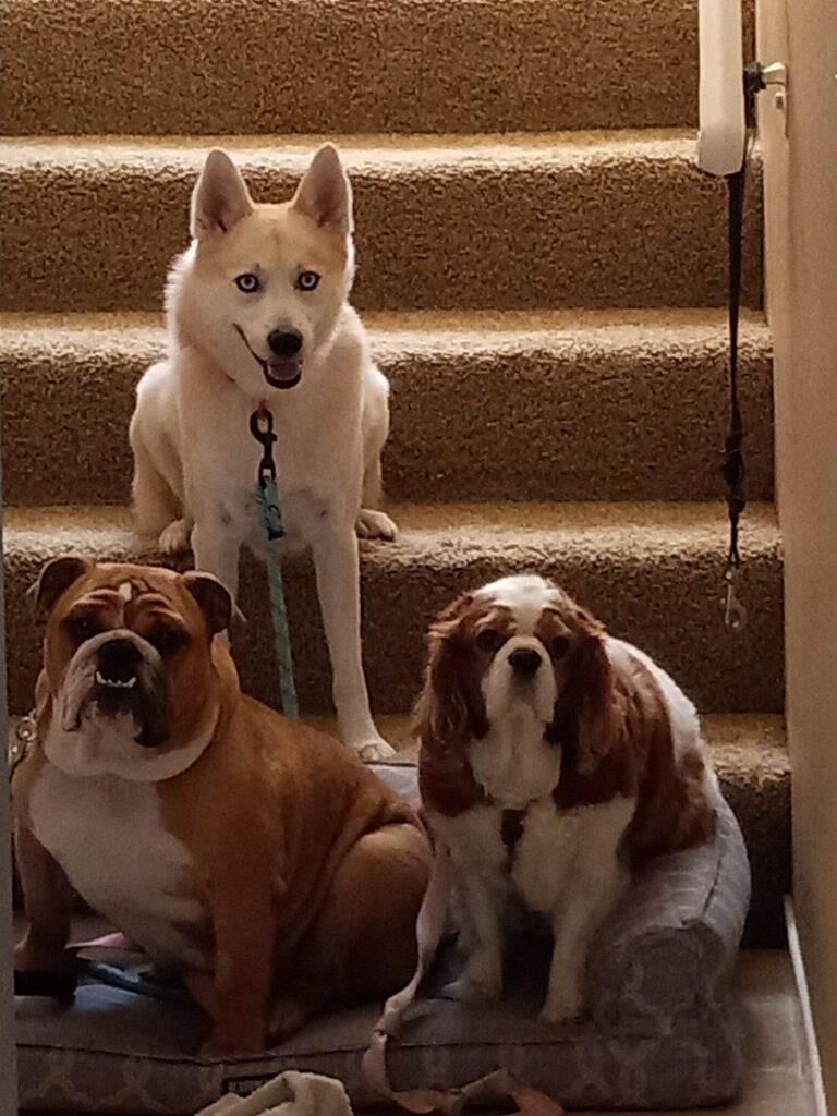 three dogs on the stairs